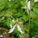 Saxifraga stolonifera fleur